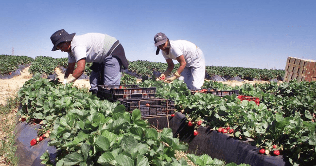 Milioane de români s-au stabilit în străinătate. Banii trimiși acasă au depășit investițiile străine directe