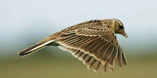 Ciocârliile din România ar fi de vânzare din cauza sărăciei