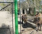 gradina zoo resita