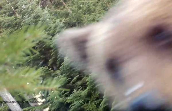Un pui de urs năzdrăvan a găsit una din camerele de monitorizare a faunei din Parcul Naţional Piatra Craiului