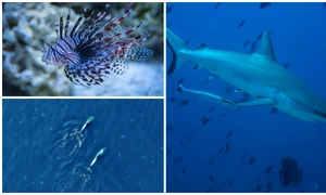 BeFunky collage (5) jpg