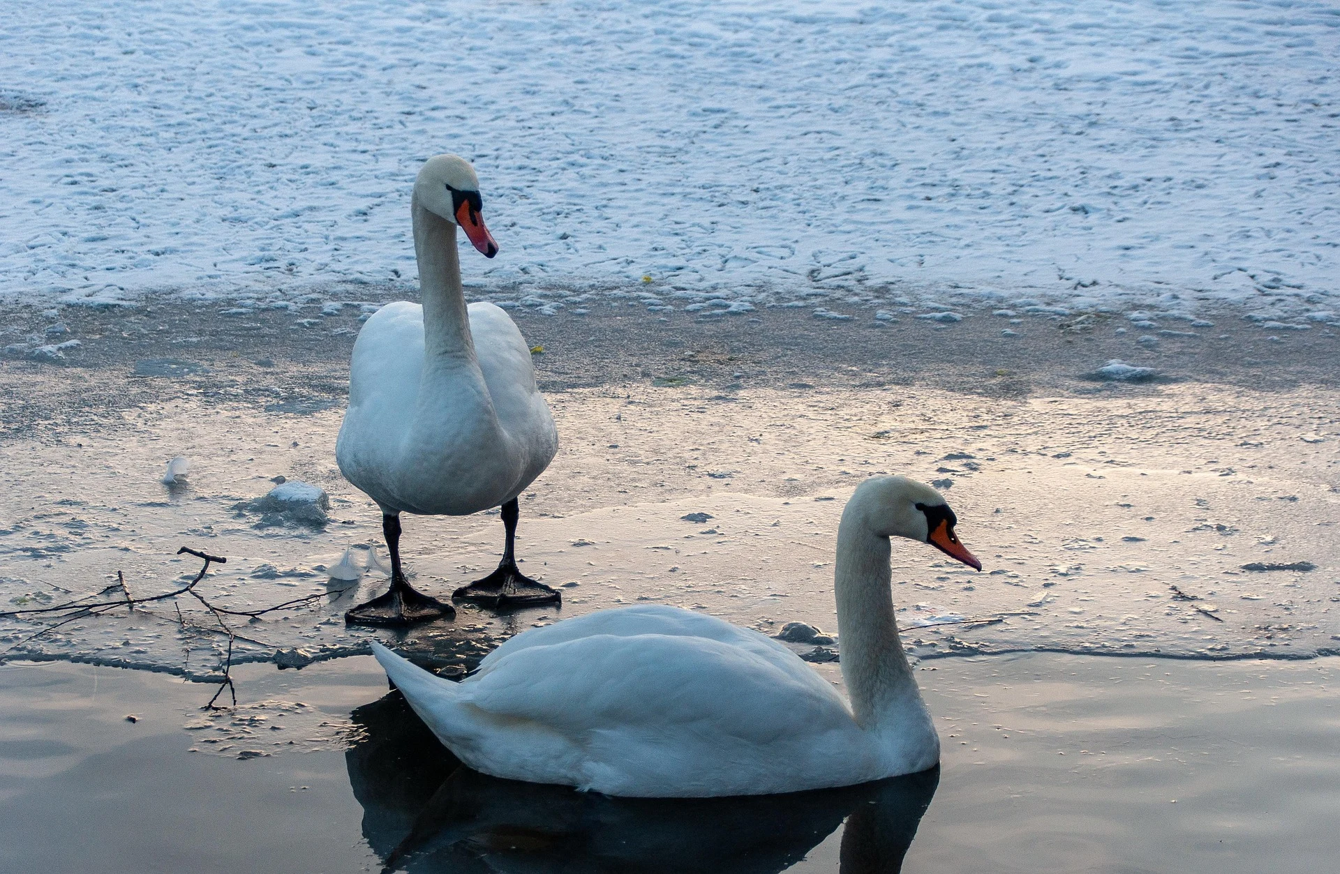 Opt lebede au înghețat pe Lacul Moara Domnească din județul Vaslui