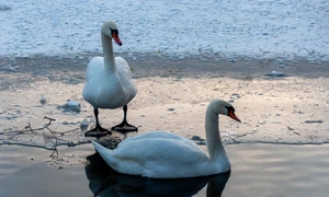 lebede, lac, iarna FOTO   pixabay  swans  jpg