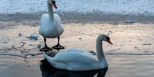 lebede, lac, iarna FOTO   pixabay  swans  jpg