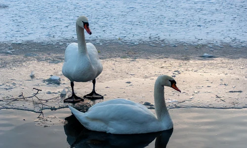 lebede, lac, iarna FOTO   pixabay  swans  jpg