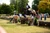 10 karpathia horse show 2019 4 jpg jpeg