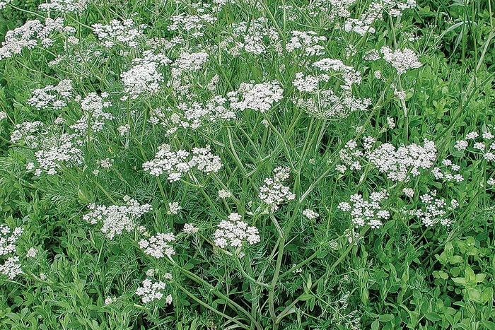 Așa arată o plantație de chimen