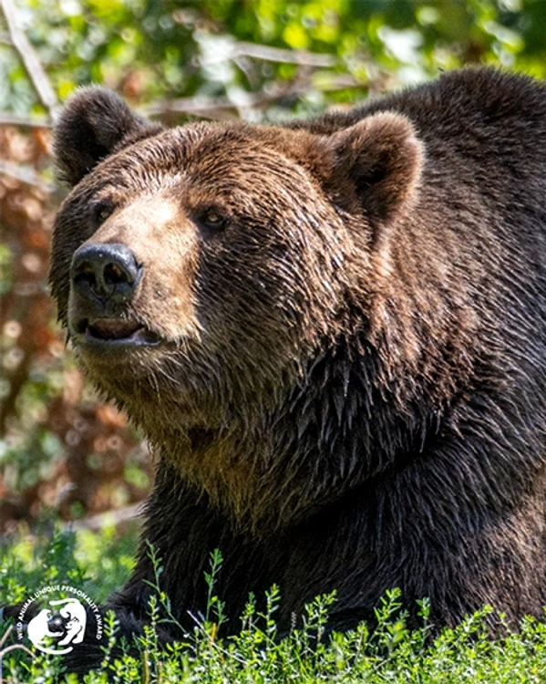 Ursul Bolik, pe lista scurtă pentru un premiu mondial FOTO World Animal Protection