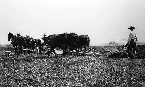 Agricultura în Plasa Costeşti a anului 1943   studiu de caz jpeg