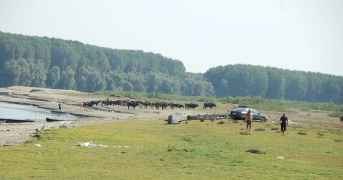 faleza slobozia campanie