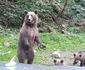 Urșii de pe Transfăgărășan Sursă FB Claudiu Bercea