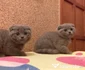 3 10004724 pui de scottish scotish fold diverse nuante 3 jpg jpeg