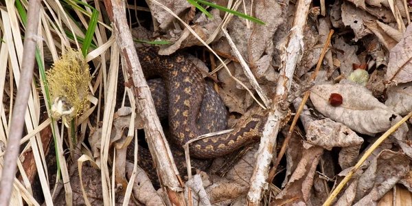 vipera statiunea ranca jpeg