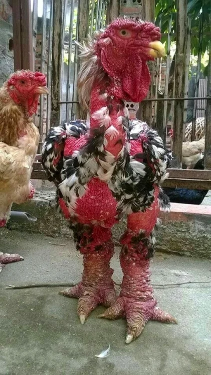 Găina din rasa Dong Tao poate deveni agresivă cu oamenii / foto: Pinterest 