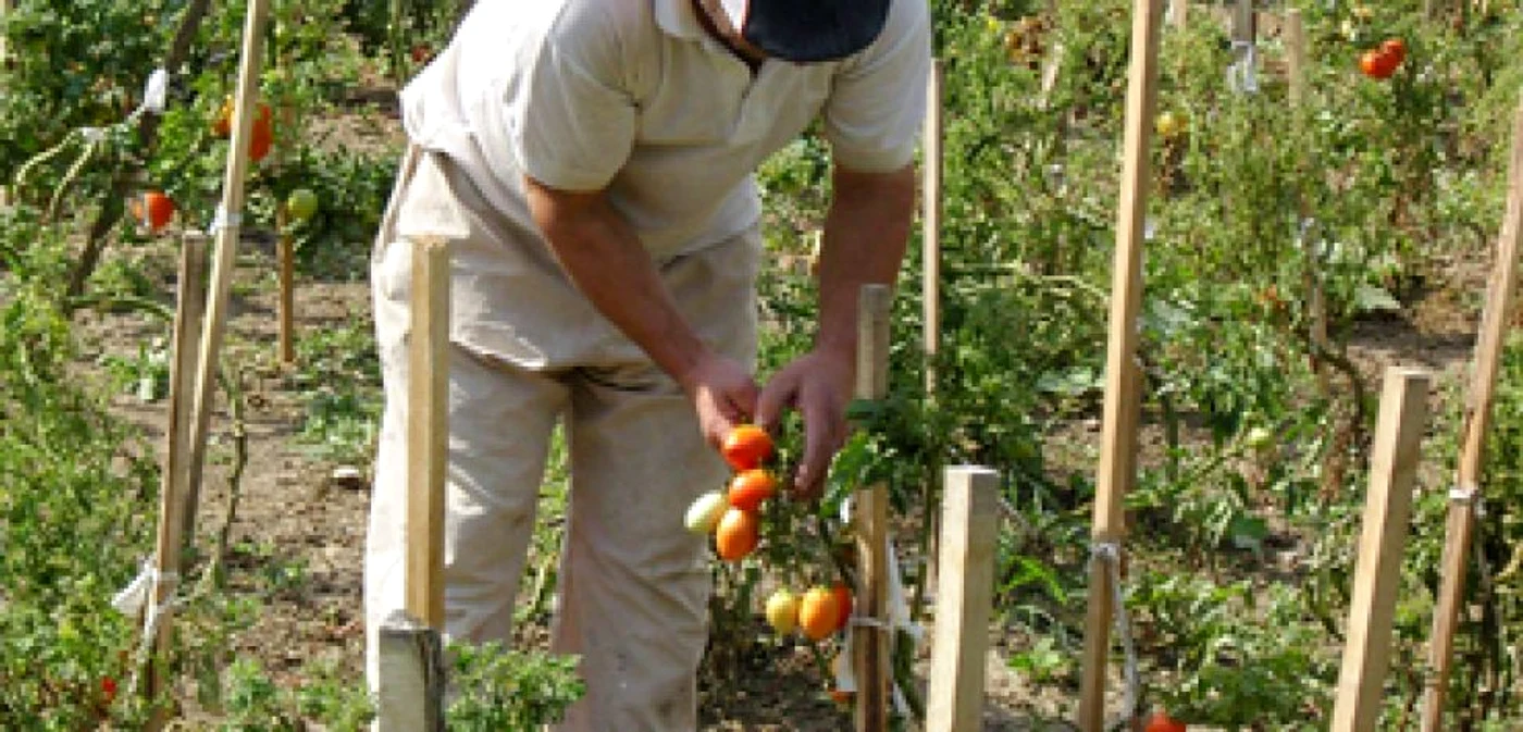 Botoşani: Grădină de legume în locul mărăcinilor de la maternitate