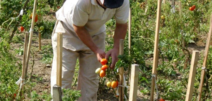 Botoşani: Grădină de legume în locul mărăcinilor de la maternitate