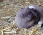 Miei vânduţi pe internet de ciobanii din Ulmi