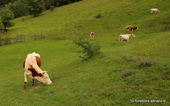 Turmă de vaci. Foto: ARHIVĂ.