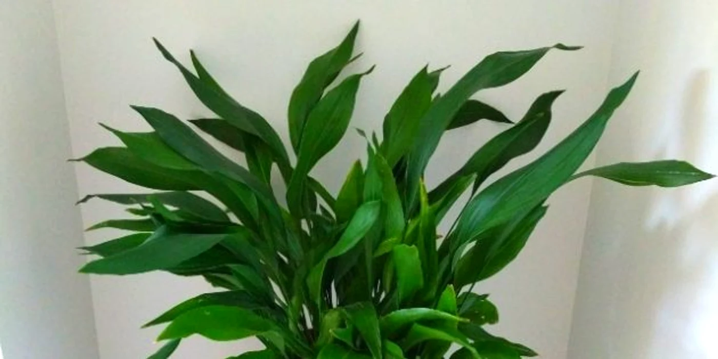 Această plantă adoră umbra
