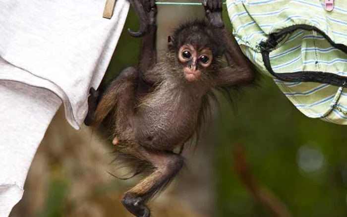 Un pui de maimuţă-paianjen se leagănă pe o sârmă de rufe întinsă de muncitorii care lucrează în sit-ul arheologic El Mirador, în Guatemala. FOTOGRAFII Daily Mail