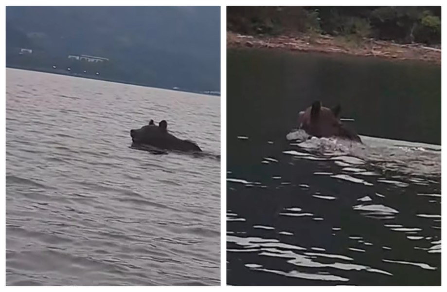 Urs filmat în timp ce se bălăcește în lacul de acumulare Bicaz. Ce spun specialiștii despre comportament