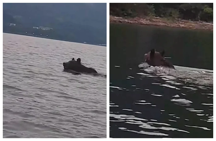 VIDEO Urs filmat în timp ce se bălăcește în lacul de acumulare Bicaz. Ce spun specialiștii despre comportament