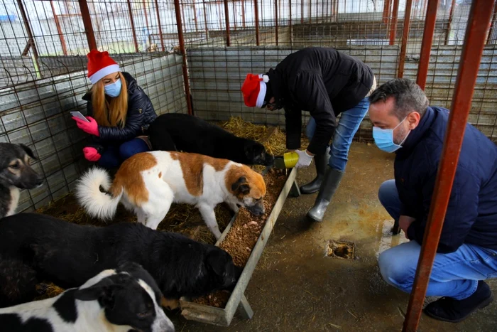 Ionuț Rusu la adăpostul pentru câini din Constanța FOTO: Primăria Constanța