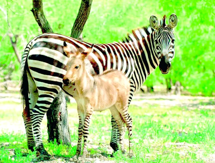 
    Puiul Khumba a fost adus  recent pe lume de zebra Rayas (fotografii: Photoland/Caters/Reuters)  