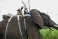 Cabral a îmbrăţişat un elefant african în deplasarea de la "Sunt celebru, scoate mă de aici"  jpeg