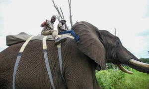 Cabral a îmbrăţişat un elefant african în deplasarea de la &quot;Sunt celebru, scoate mă de aici&quot;  jpeg