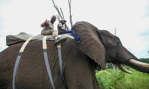 Cabral a îmbrăţişat un elefant african în deplasarea de la "Sunt celebru, scoate mă de aici"  jpeg