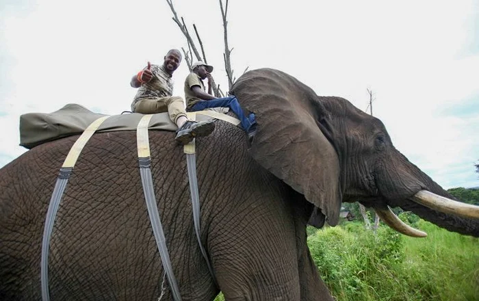 Cabral a îmbrăţişat un elefant african în deplasarea de la "Sunt celebru, scoate-mă de aici"