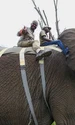 Cabral a îmbrăţişat un elefant african în deplasarea de la &quot;Sunt celebru, scoate mă de aici&quot;  jpeg