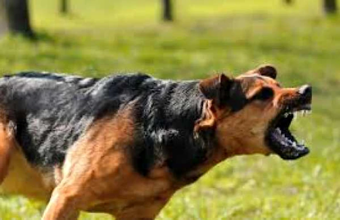 Câinele a atacat copilul în curtea casei FOTO Adevărul