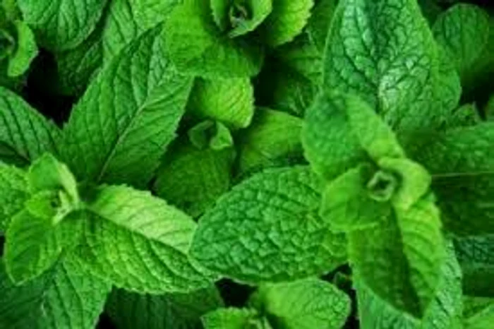 Aroma frunzelor de mentă crește puterea de concentrareSursa foto: Click.ro