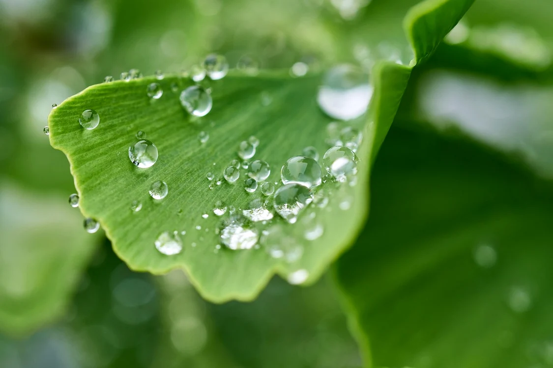 Ginkgo Biloba este o specie veche de peste 200 de milioane de ani / foto: Pixabay