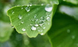 ginkgo 6350293 1280 jpg