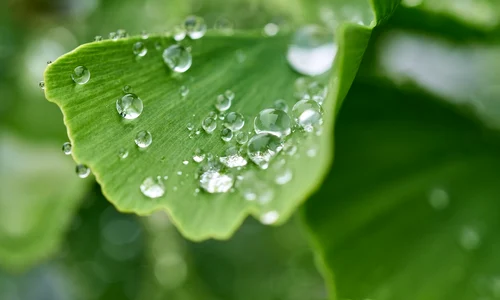 ginkgo 6350293 1280 jpg