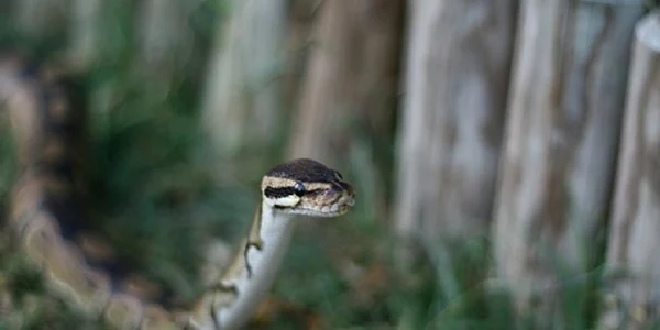 Fetiţa de 4 ani a fos muşcată de piciorul stâng de un şarpe 