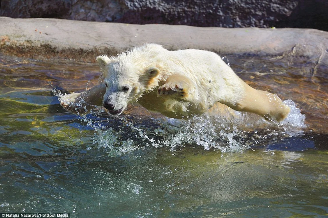 Ursoaica de la grădina zoo din Moscova îşi învaţă puii să înoate