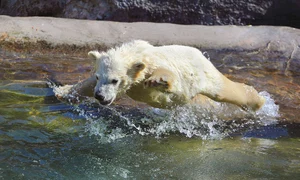Ursoaica de la grădina zoo din Moscova îşi învaţă puii să înoate jpeg