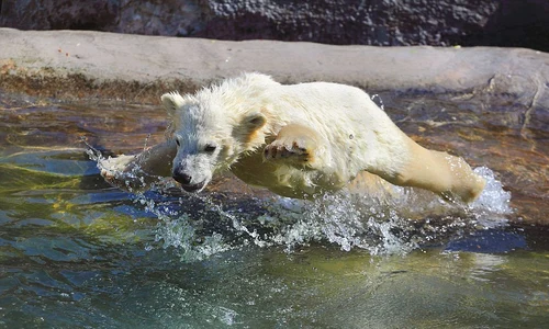 Ursoaica de la grădina zoo din Moscova îşi învaţă puii să înoate jpeg