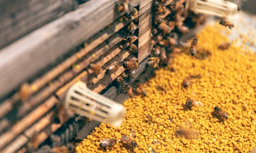 2 beneficiile polenului jpg jpeg