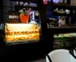 Cafe Antipa Aura Clara Marinescu