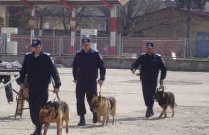 Câinii care au fost eutanasiaţi