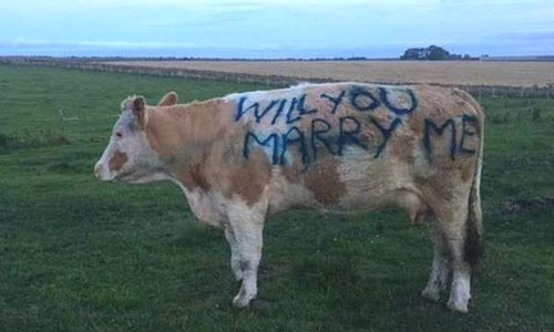 1 83145 original jpg jpeg