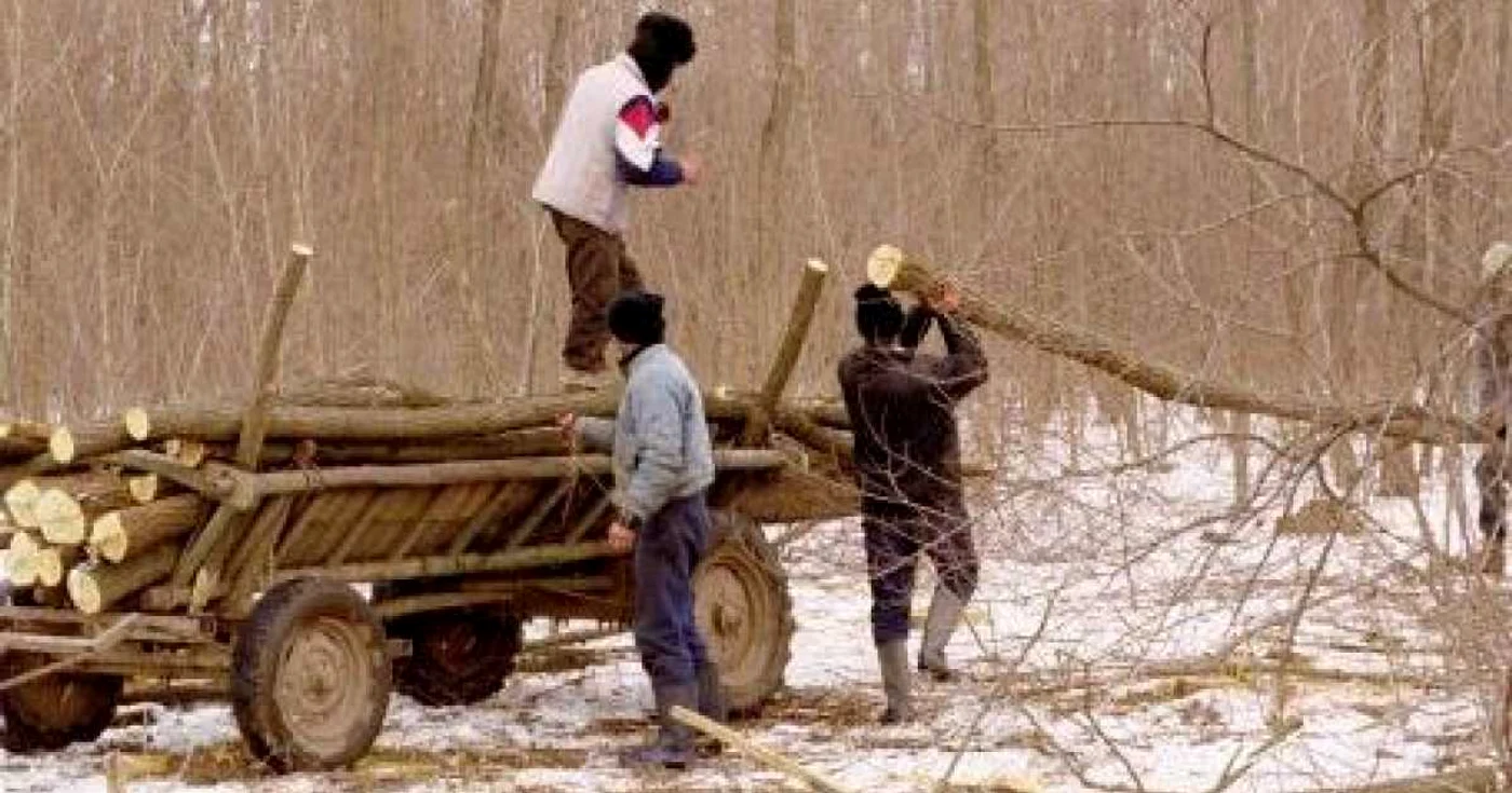 Hoţi de lemne. foto arhivă