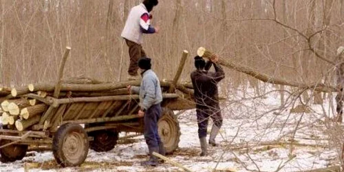 Hoţi de lemne. foto arhivă