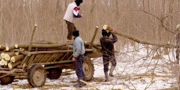 Hoţi de lemne. foto arhivă