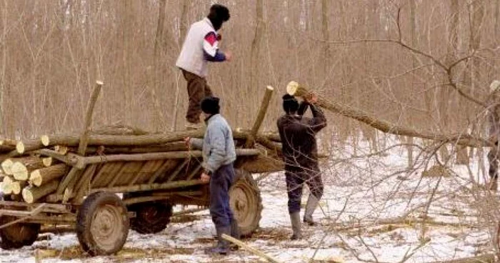 Hoţi de lemne. foto arhivă